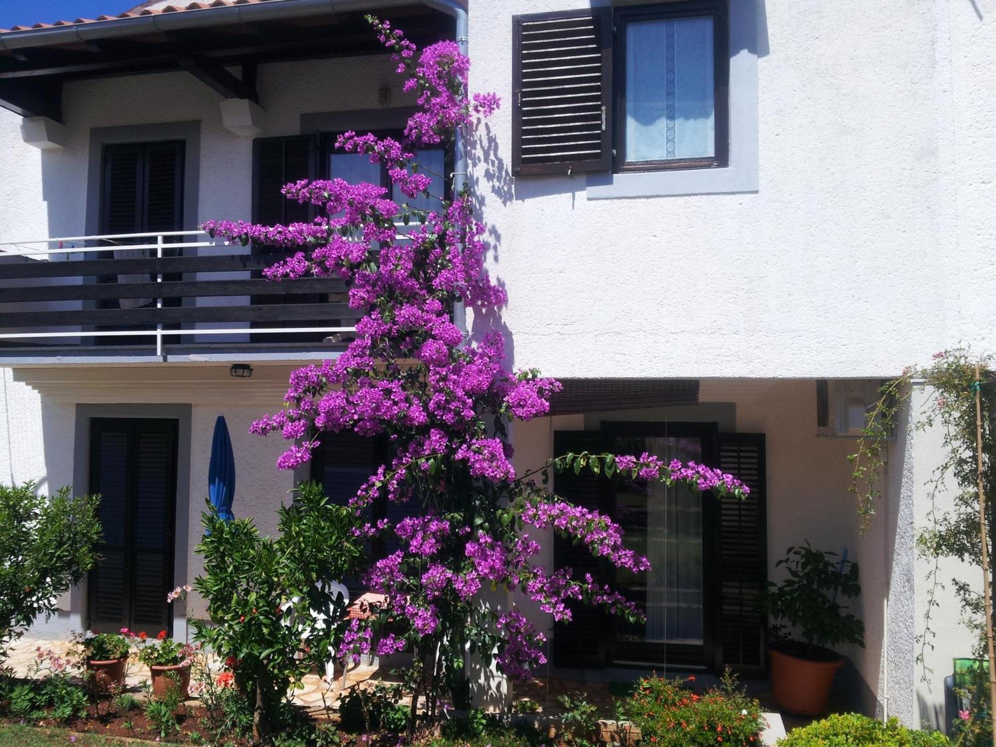 Apartments Barac 波雷奇 外观 照片